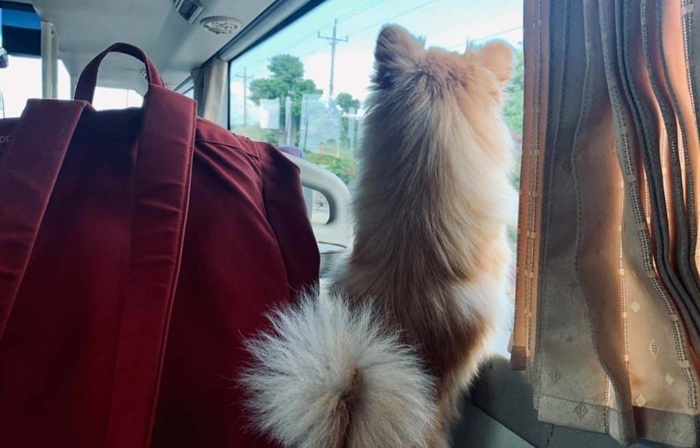 Vận chuyển chó mèo từ Sài Gòn về Thanh Hóa